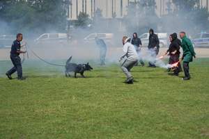 policyjny piknik na Wyspie Młyńskiej